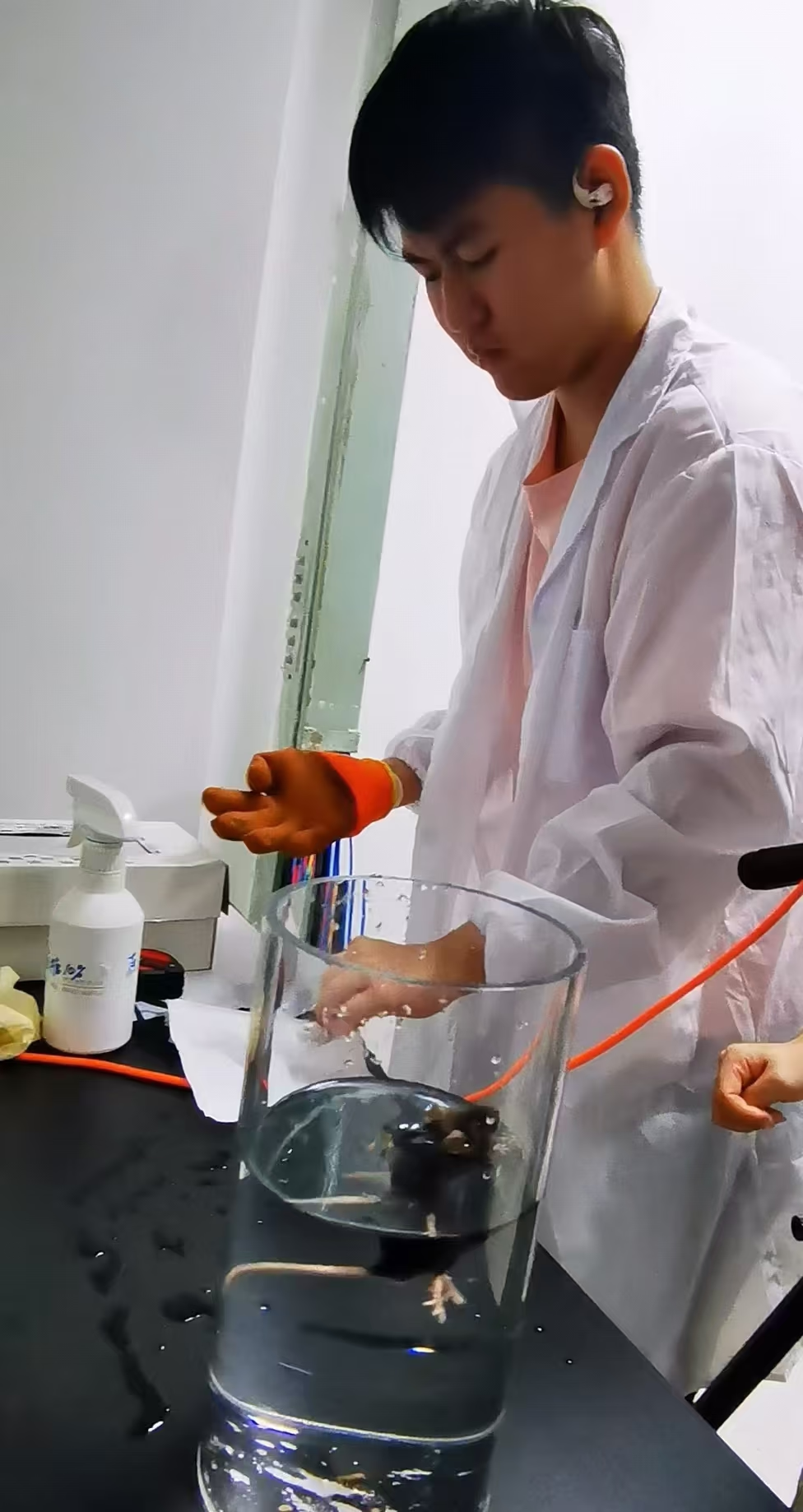 Mouse behavior experiment