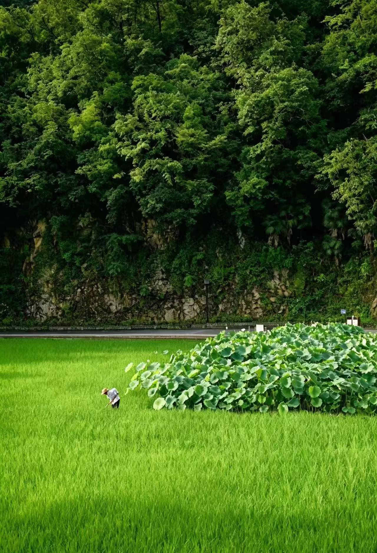 Qinling fieldwork landscape